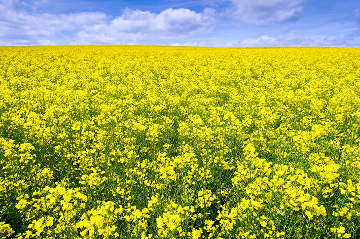 Rape seed field with thin strip of Sky 